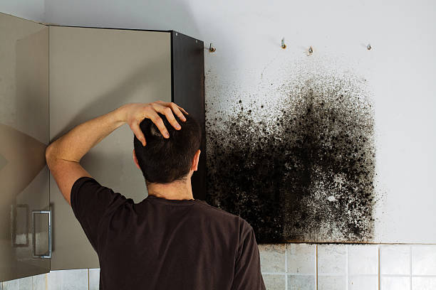 Office Mold Removal Services